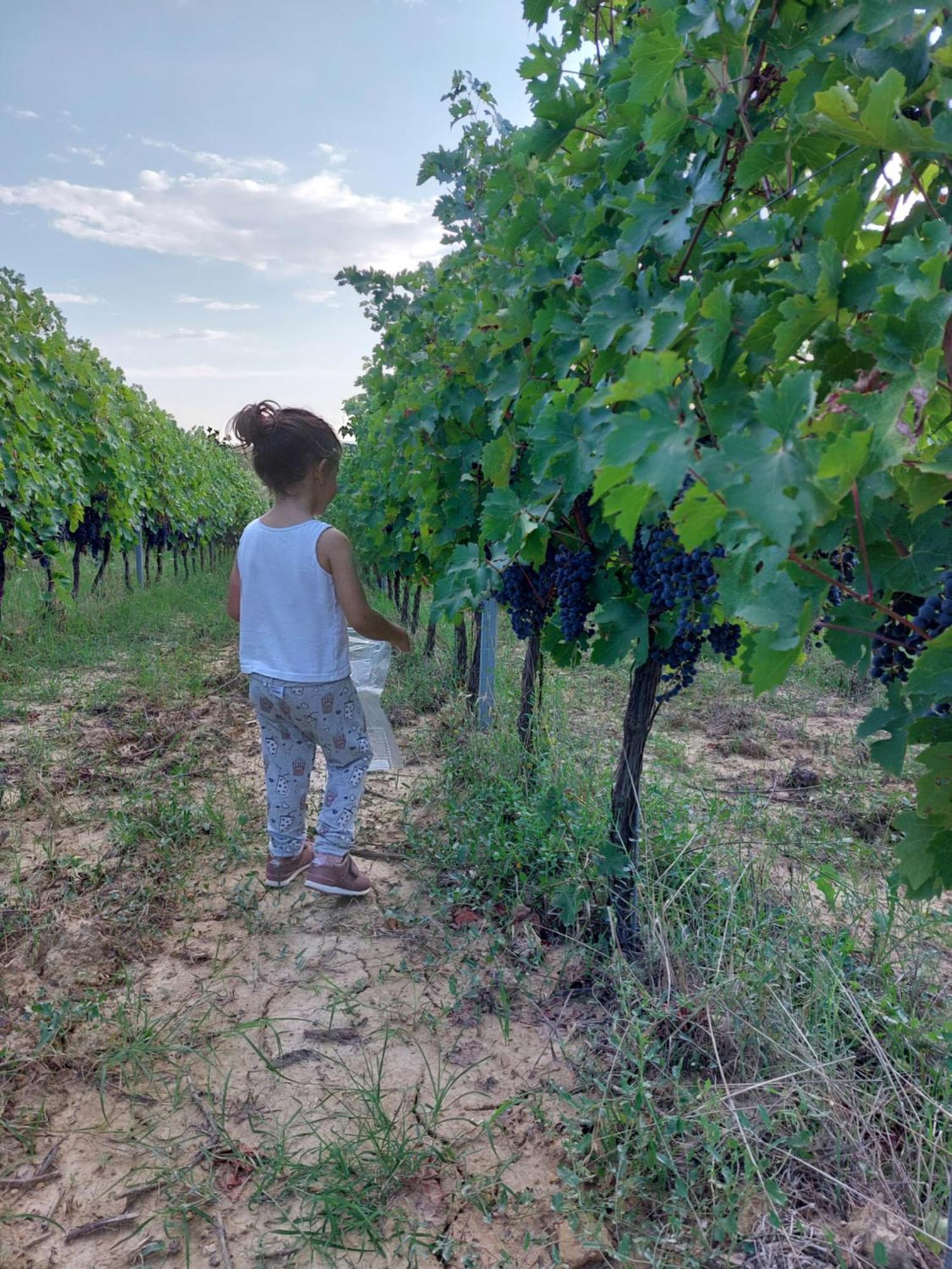 Agriturismo Corte In Poggio Stabbia ภายนอก รูปภาพ