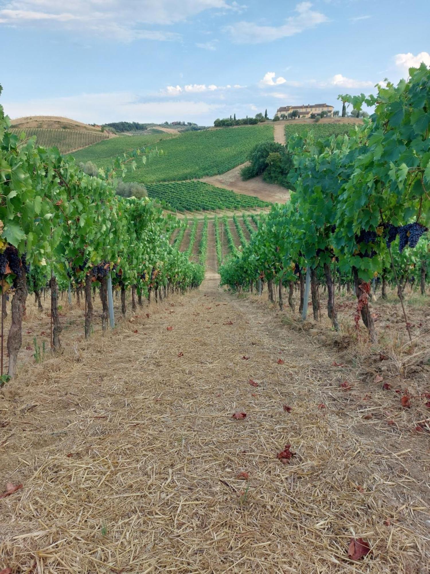 Agriturismo Corte In Poggio Stabbia ภายนอก รูปภาพ